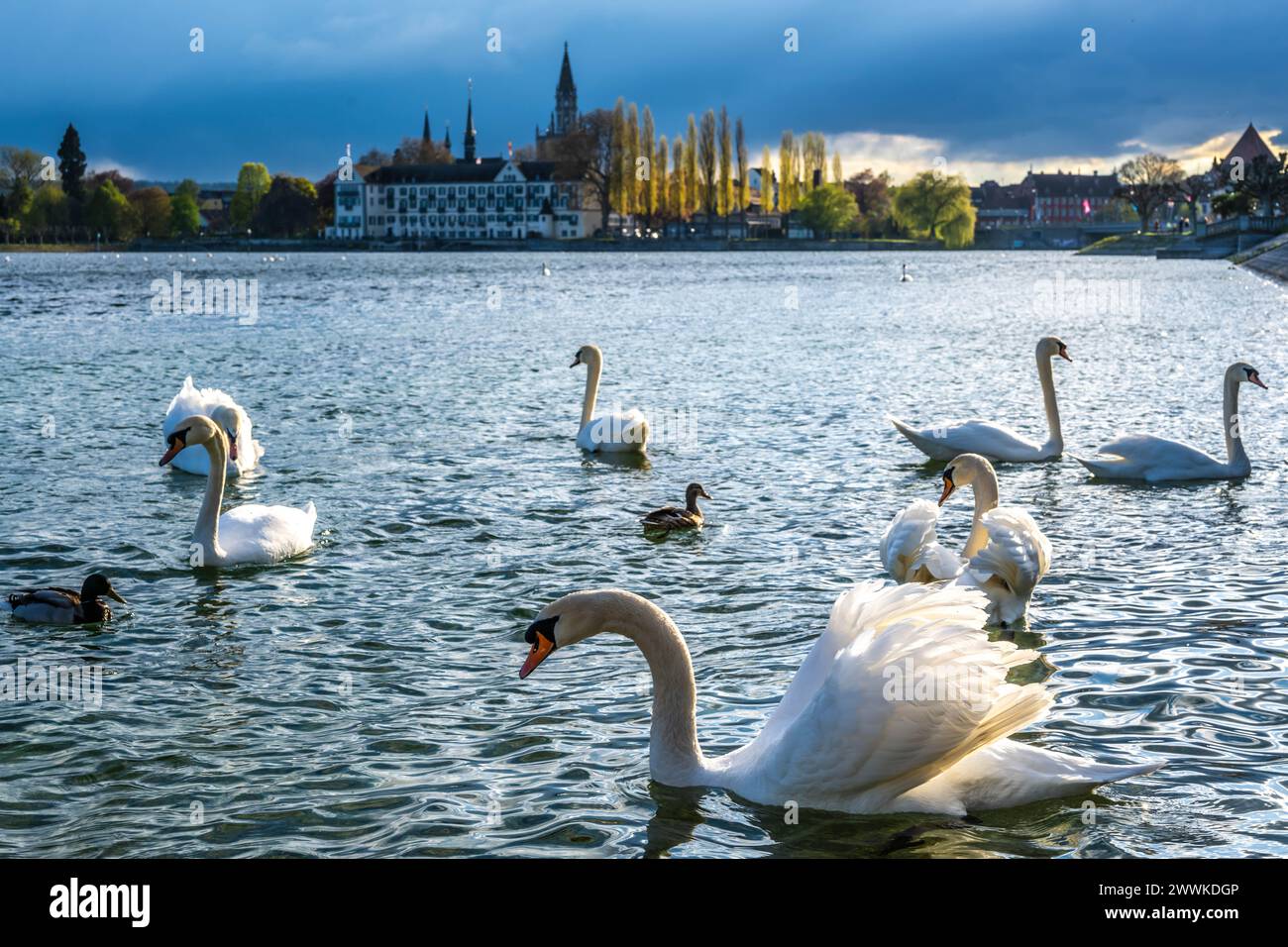 Beschreibung: Schwäne schwimmen an einem sonnigen Frühlingstag entlang der Uferpromenade mit dem Steigenberger Inselhotel, dem Münster und der Rheinbr Stock Photo