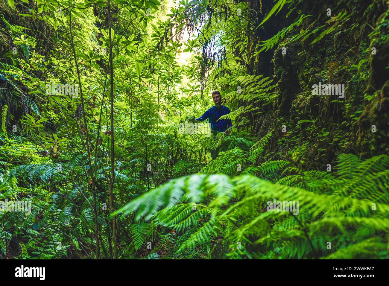 Man walks through rainforest hi-res stock photography and images - Alamy