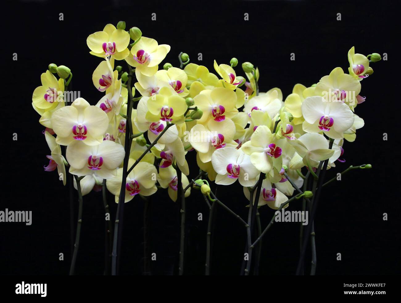 Moth Orchid, Phalaenopsis Limelight, Aeridinae, Orchidaceae. Phalaenopsis, also known as moth orchids, is a genus of about seventy species of plants i Stock Photo
