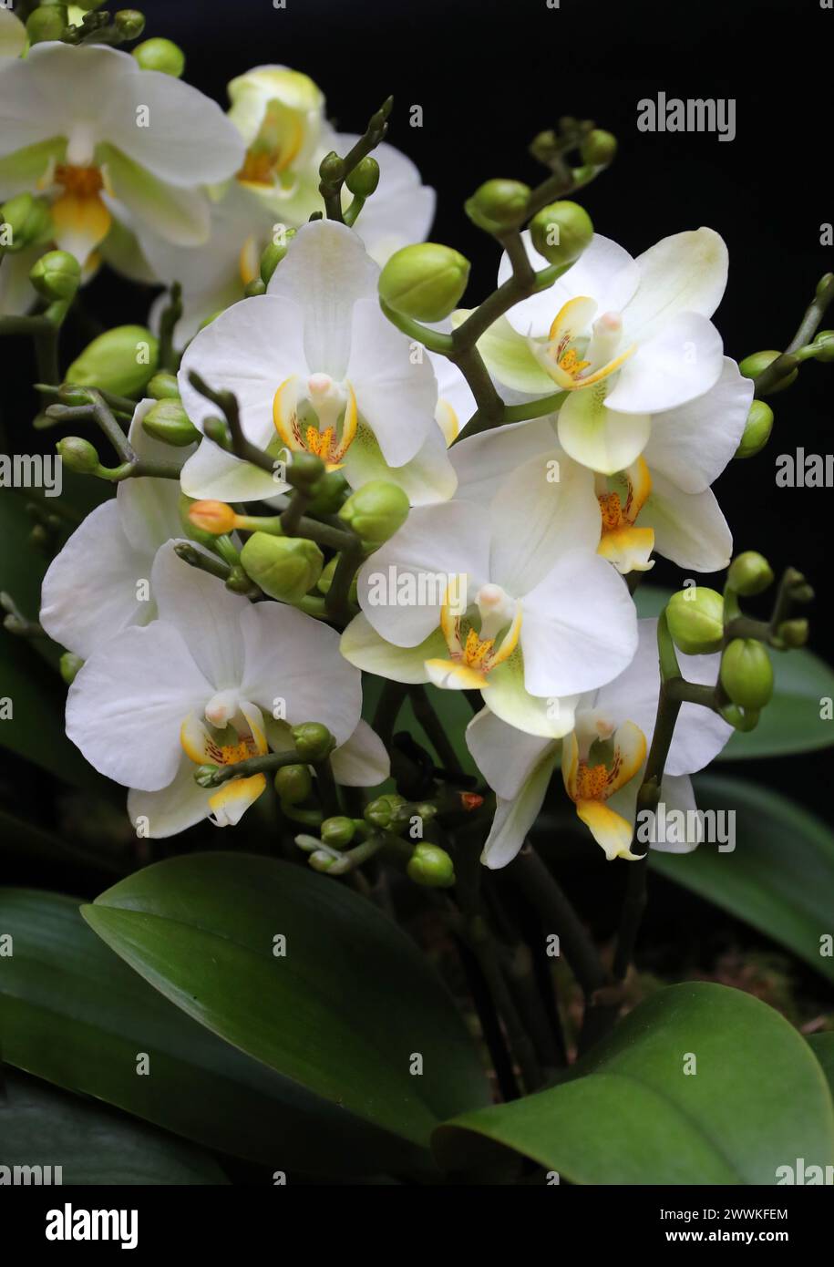 Moth Orchid, Phalaenopsis Belgium, Aeridinae, Orchidaceae. Stock Photo