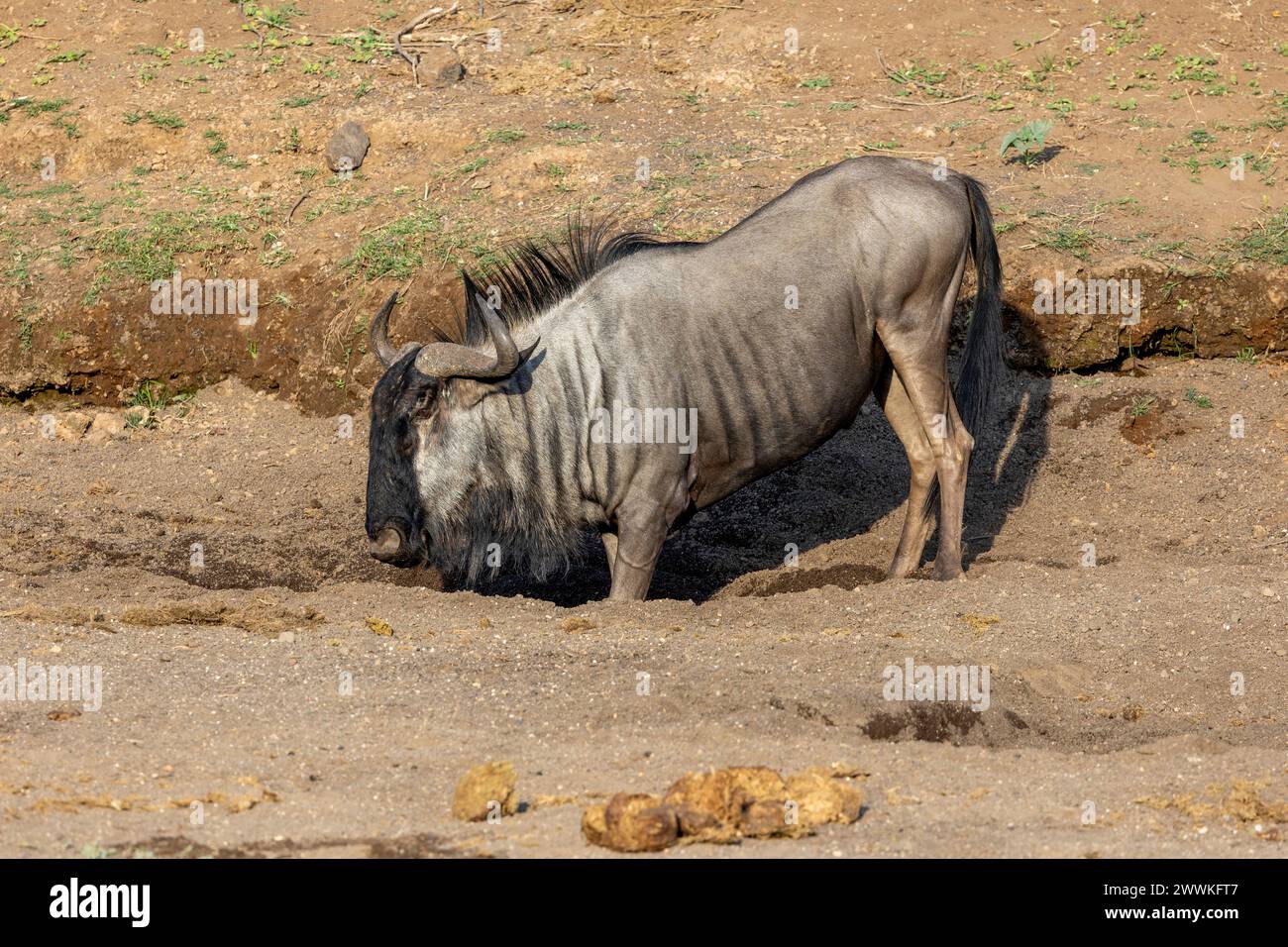 Wildebeest digging in the dirt in Botswana, Africa Stock Photo