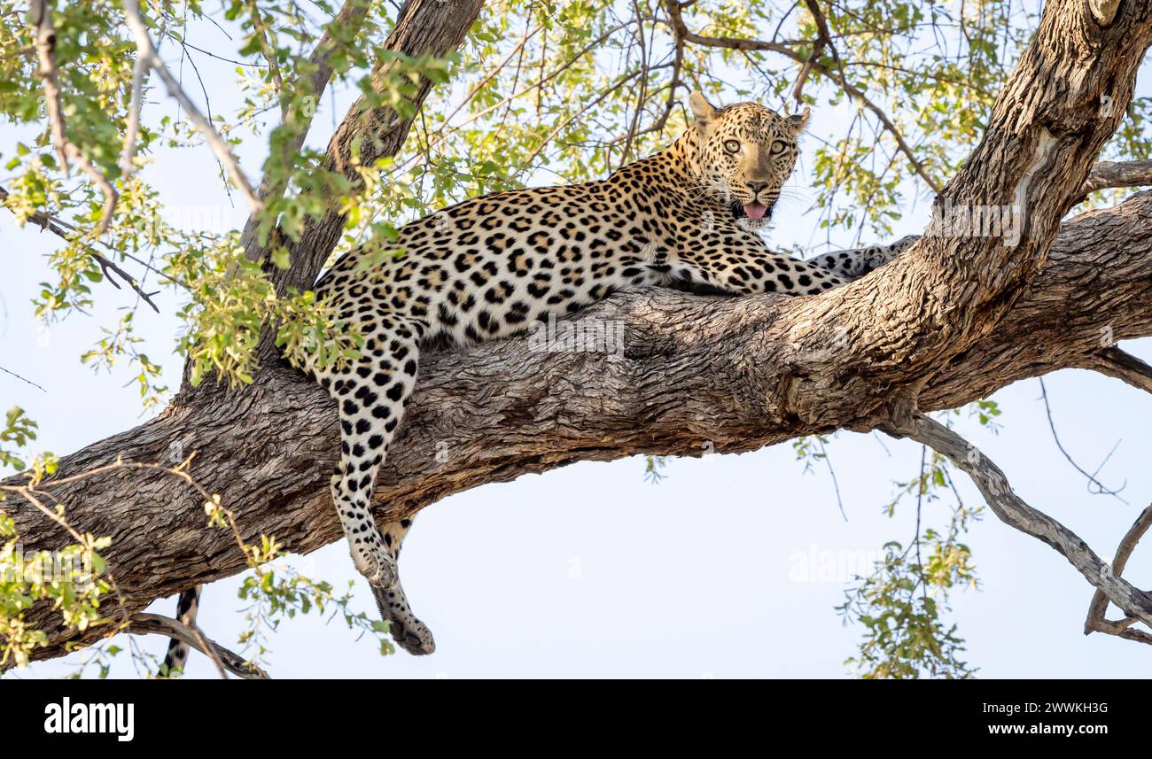 Leopard sitting in a tree in Botswana, Africa Stock Photo - Alamy
