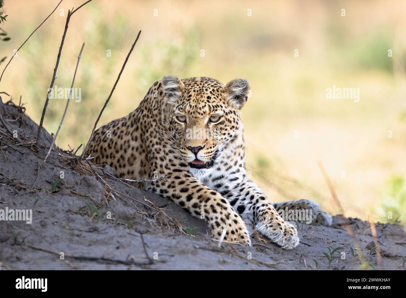 Portrait of a leopard in Botswana, Africa Stock Photo - Alamy