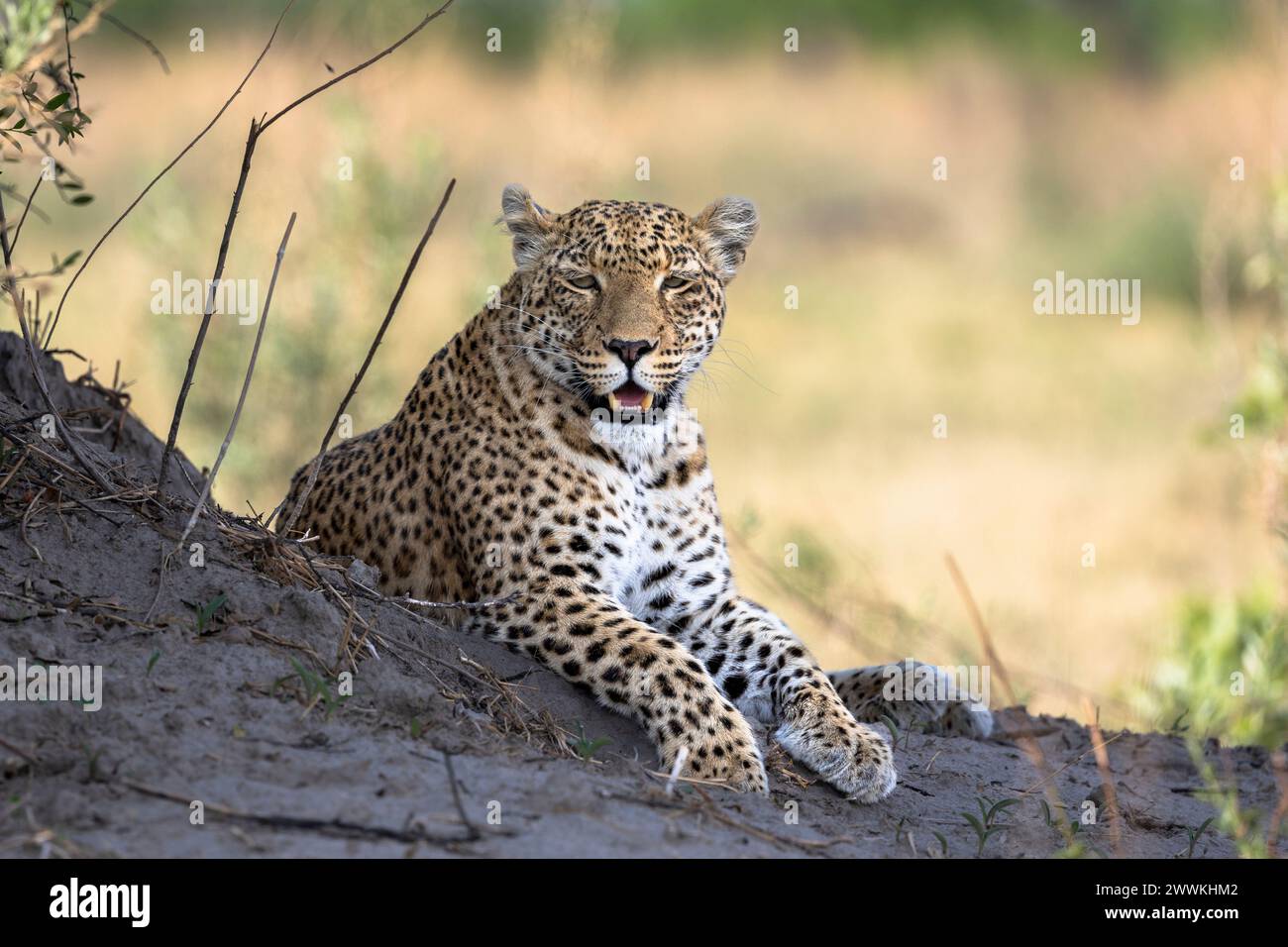 Portrait of a leopard in Botswana, Africa Stock Photo - Alamy