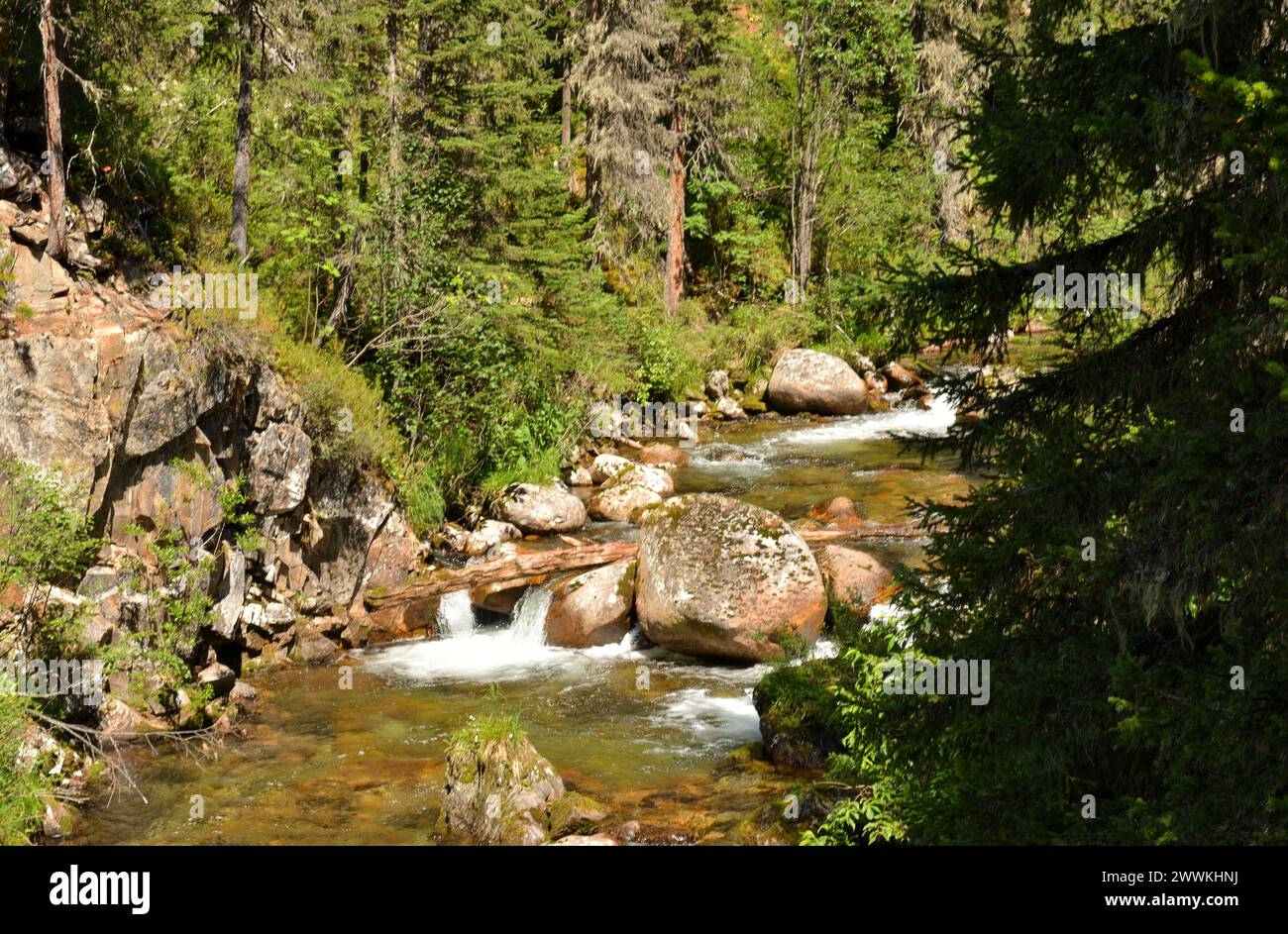 A small rushing mountain stream flows through a dense coniferous forest, skirting stones and fallen trees on a sunny summer day. Taigish River, Ergaki Stock Photo