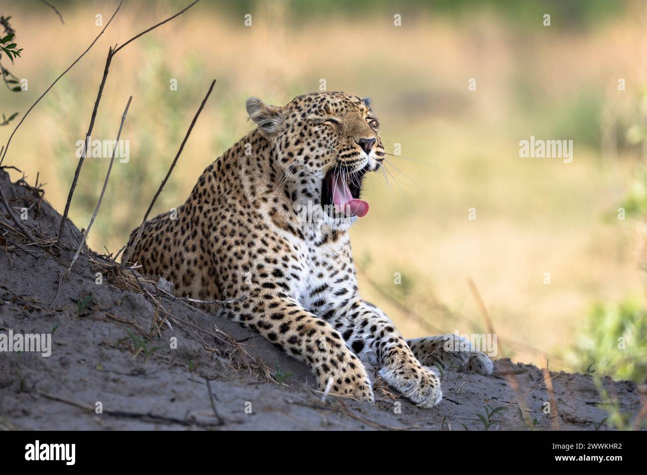 Portrait of a leopard in Botswana, Africa Stock Photo - Alamy