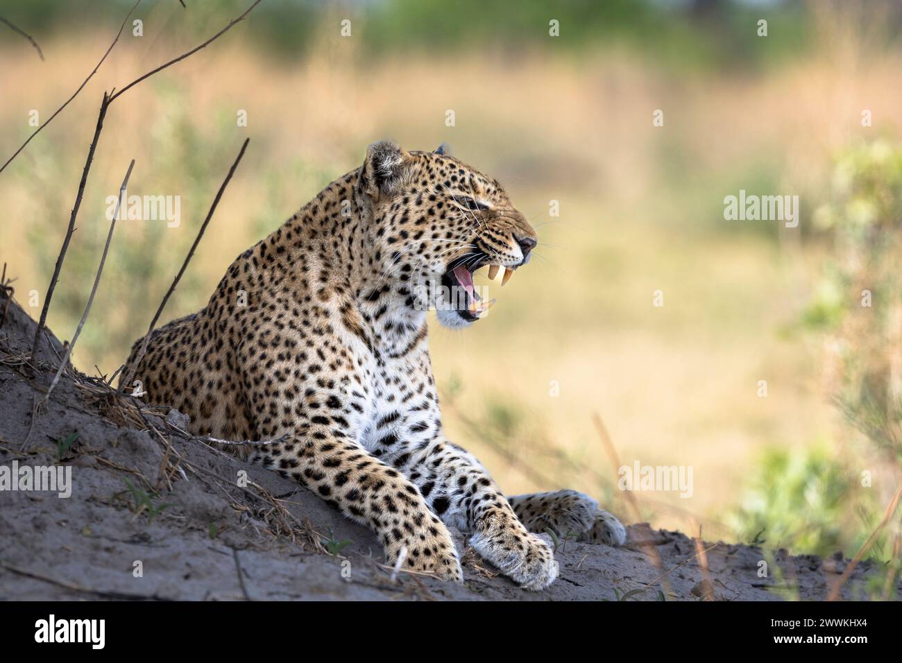 Portrait of a leopard in Botswana, Africa Stock Photo - Alamy