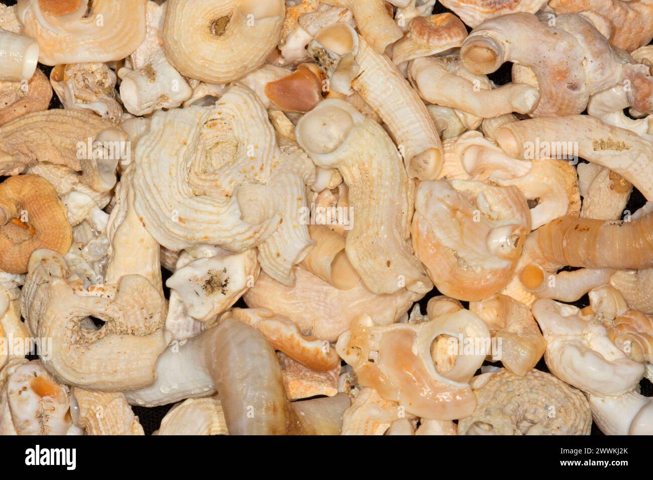 Marine worm shell Stock Photo