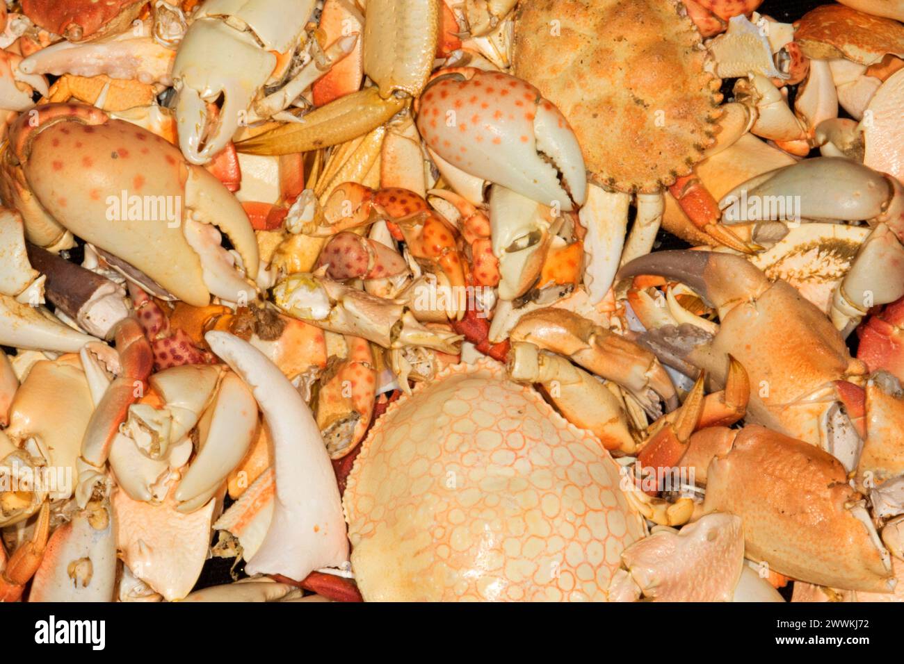 Crab claw shell Stock Photo - Alamy