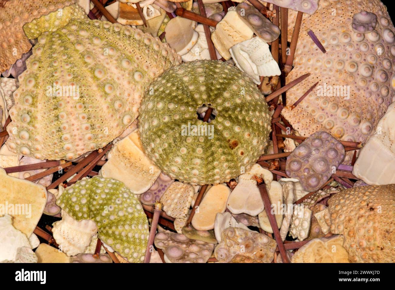 Sea urchin shell Stock Photo - Alamy