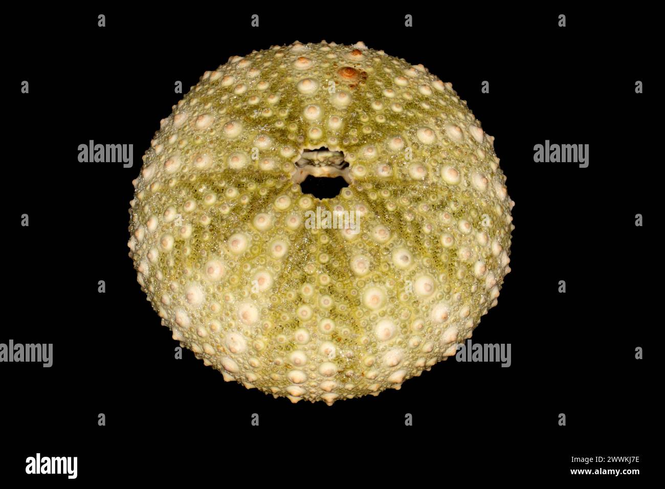 Sea urchin shell Stock Photo - Alamy