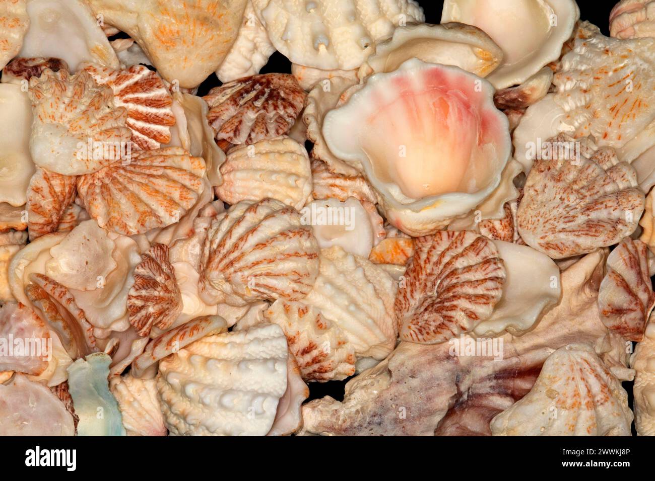 Spiny Jewel Box shell Stock Photo Alamy