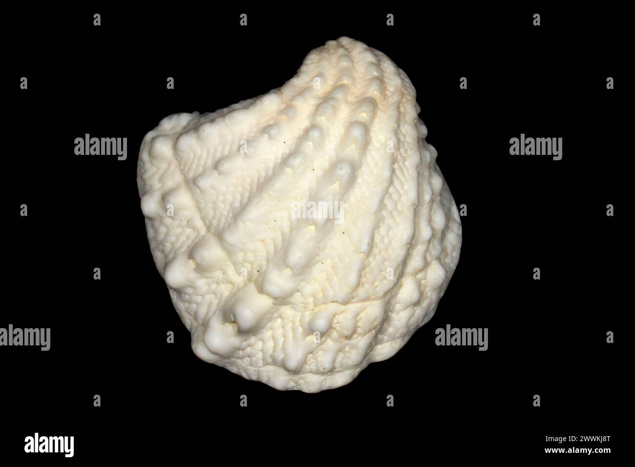 Spiny Jewel Box shell Stock Photo - Alamy