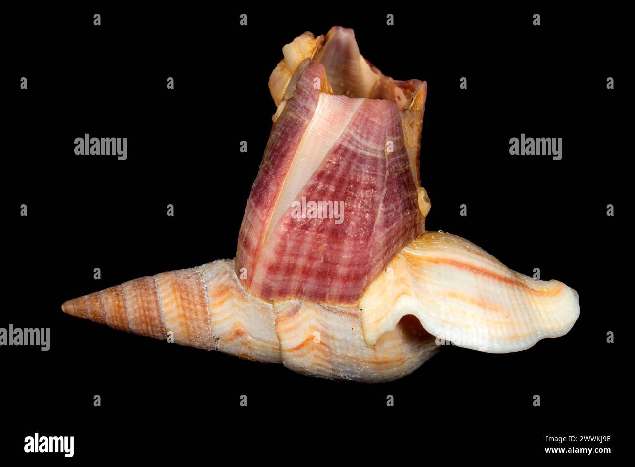 Red-striped Acorn Barnacle shell Stock Photo