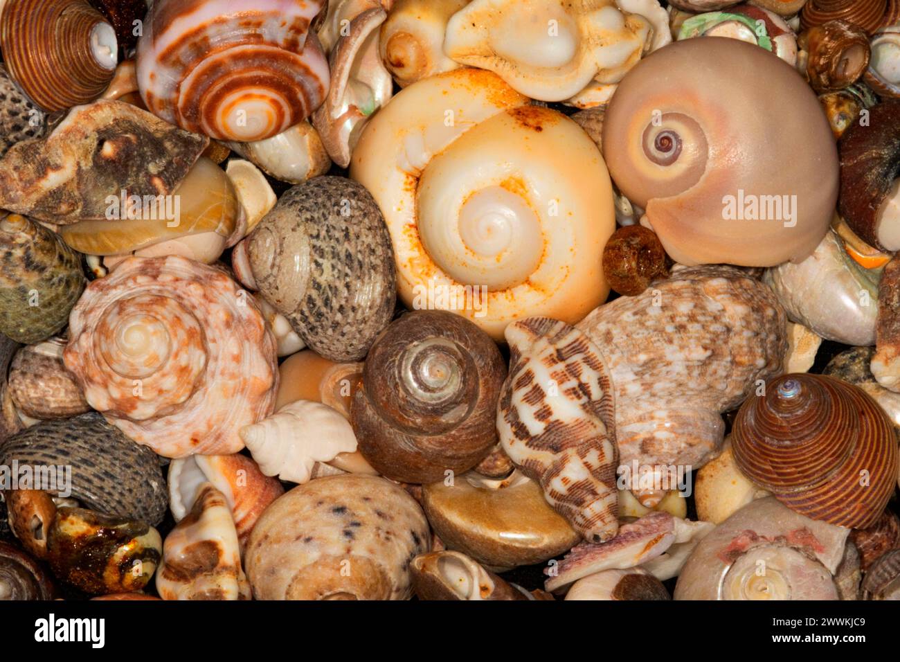 Snail shell Stock Photo