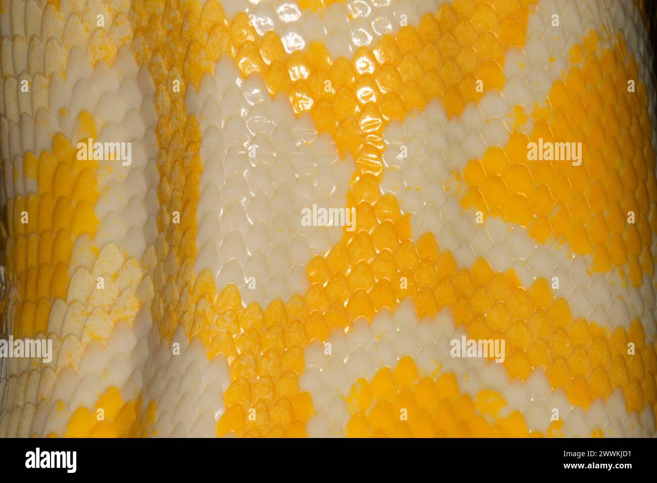 Albino Burmese python (Python bivittatus), Reptile Expo, Polk County Fairgrounds, Oregon Stock Photo
