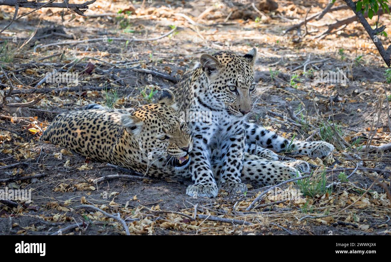 Cub Leopards playing together in Botswana, Africa Stock Photo - Alamy