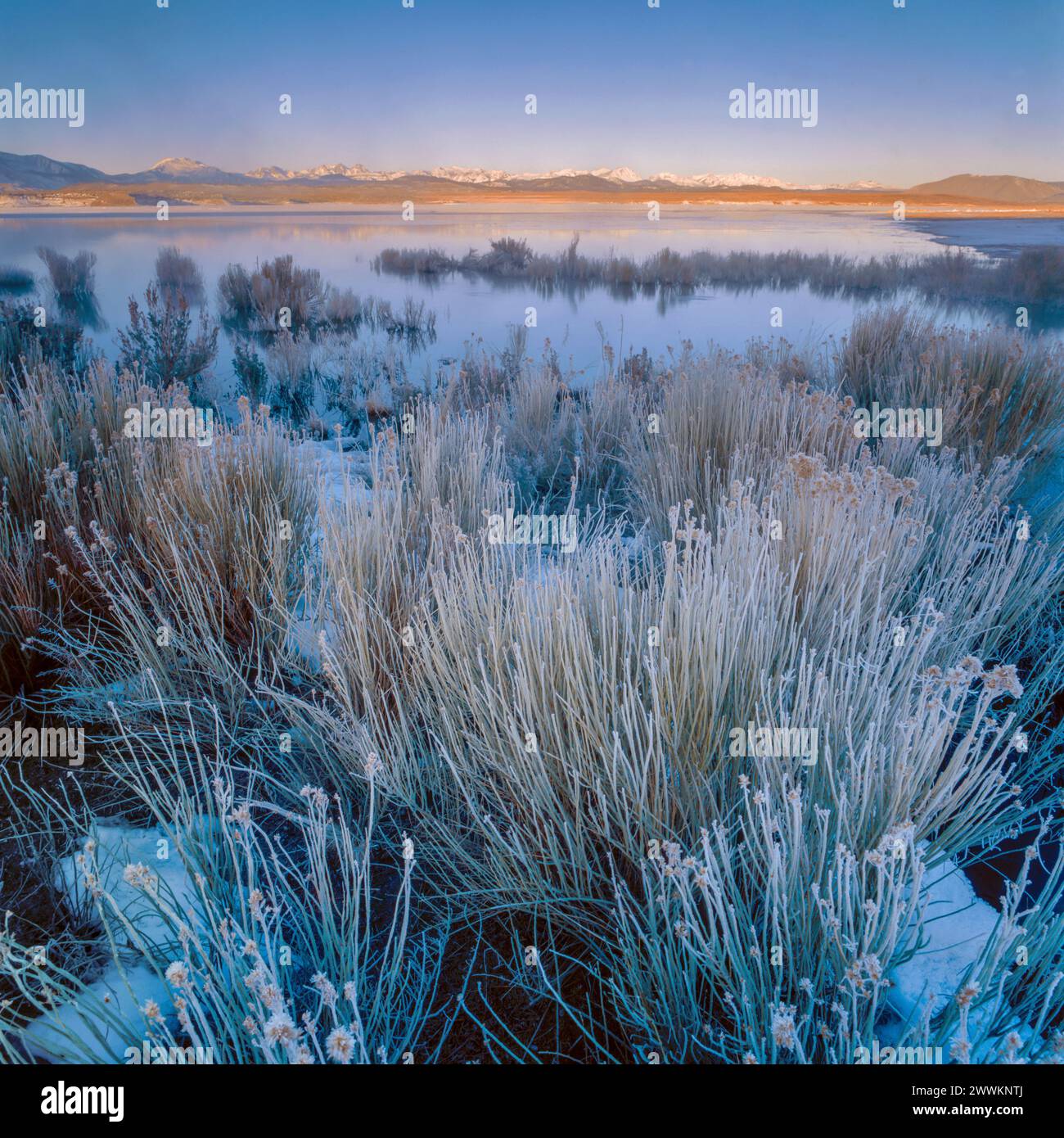 Sunrise, Frozen Rabbitbrush, Crowley Lake, Inyo National Forest, Eastern Sierra, California Stock Photo