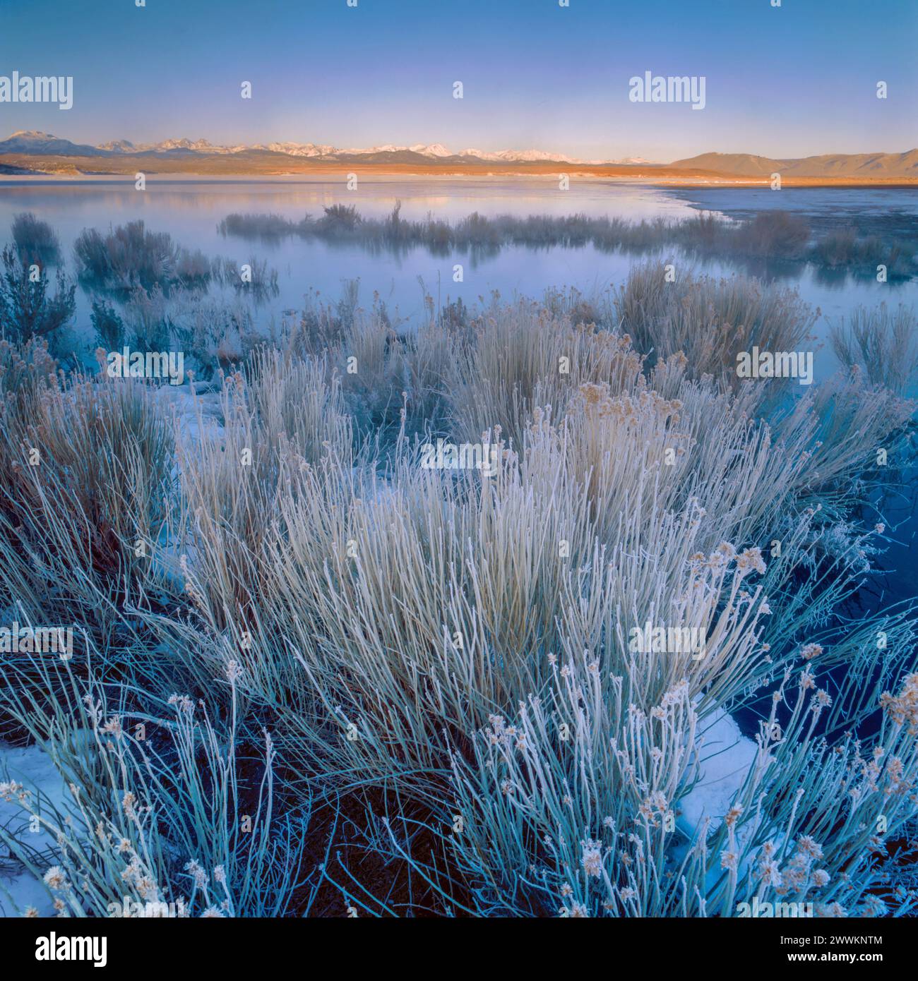 Dawn, Rabbitbrush, Crowley Lake, Inyo National Forest, Eastern Sierra, California Stock Photo