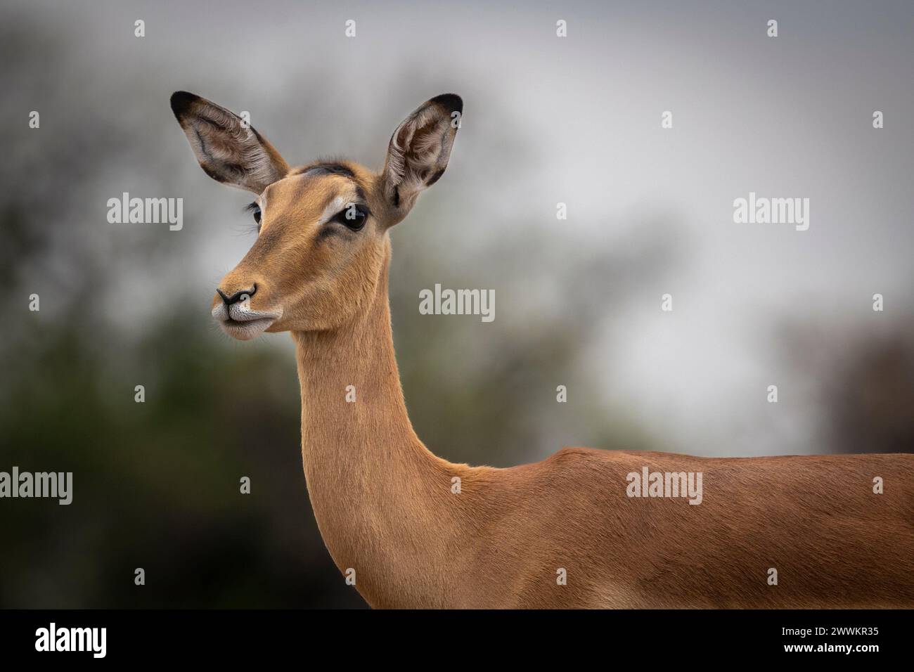 Headshot of an impala hi-res stock photography and images - Alamy