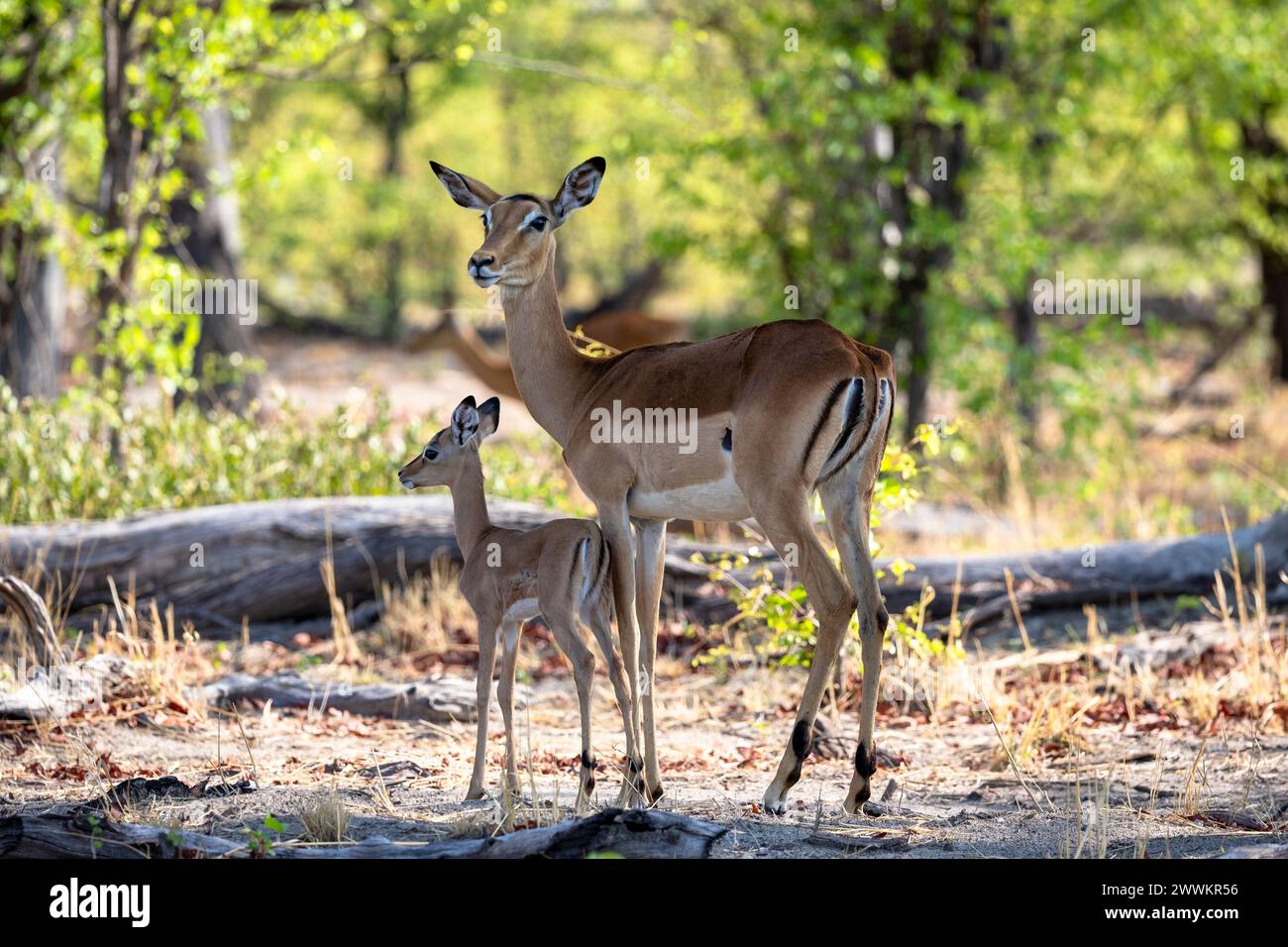 Impala calf hi-res stock photography and images - Alamy