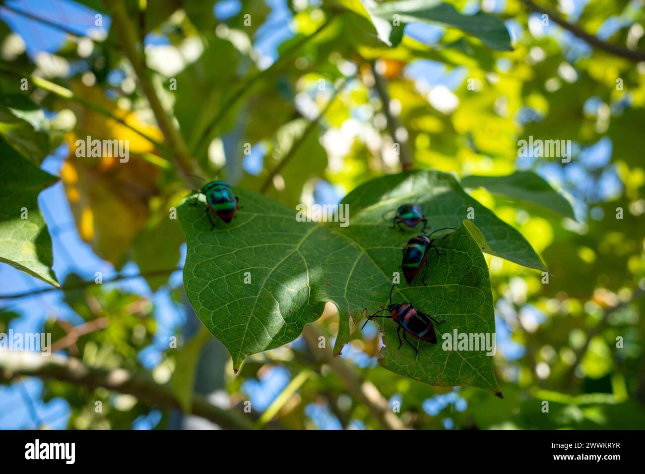 Colorful ladybugs (Tectocoris diophthalmus) on Barbadose nut (Jatropha curcas) leaves. Stock Photo