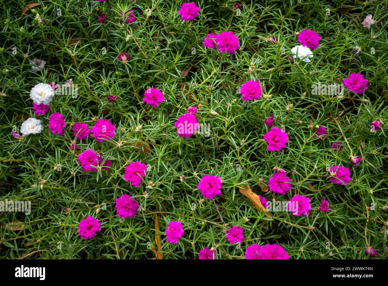 Portulaca grandiflora (Moss Rose, Sun plant, Sun Rose), a colorful