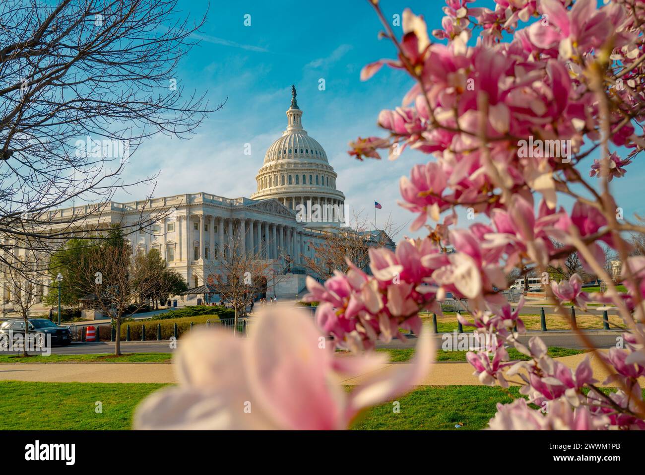 Capitol building near spring blossom magnolia tree. US National Capitol ...