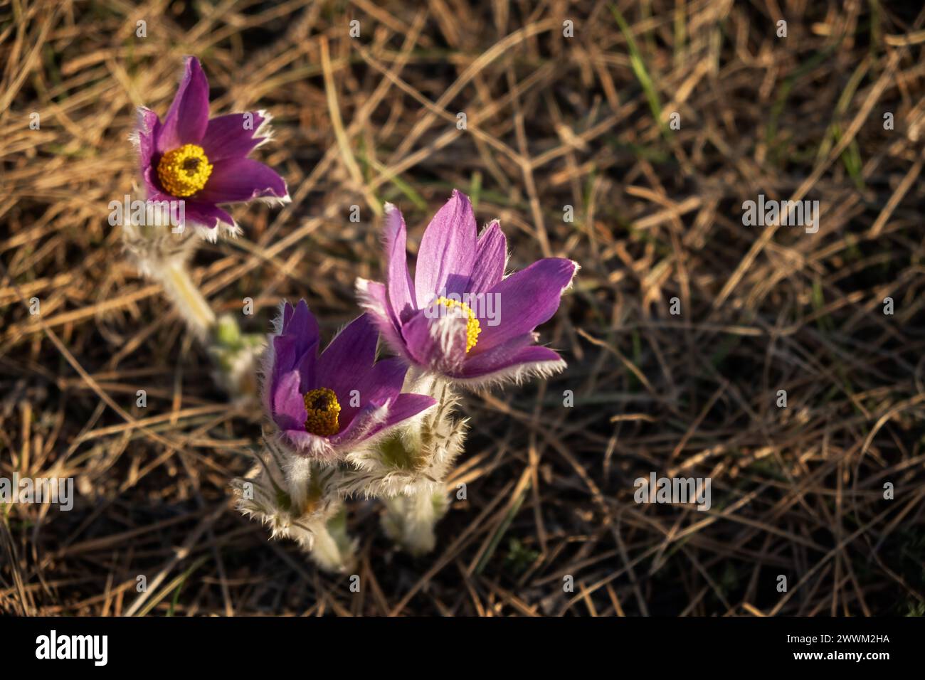 Dream-grass or Pulsatilla patens blooms in spring in the forest in the mountains. Close-up, natural spring background. Delicate, fragile flowers in se Stock Photo