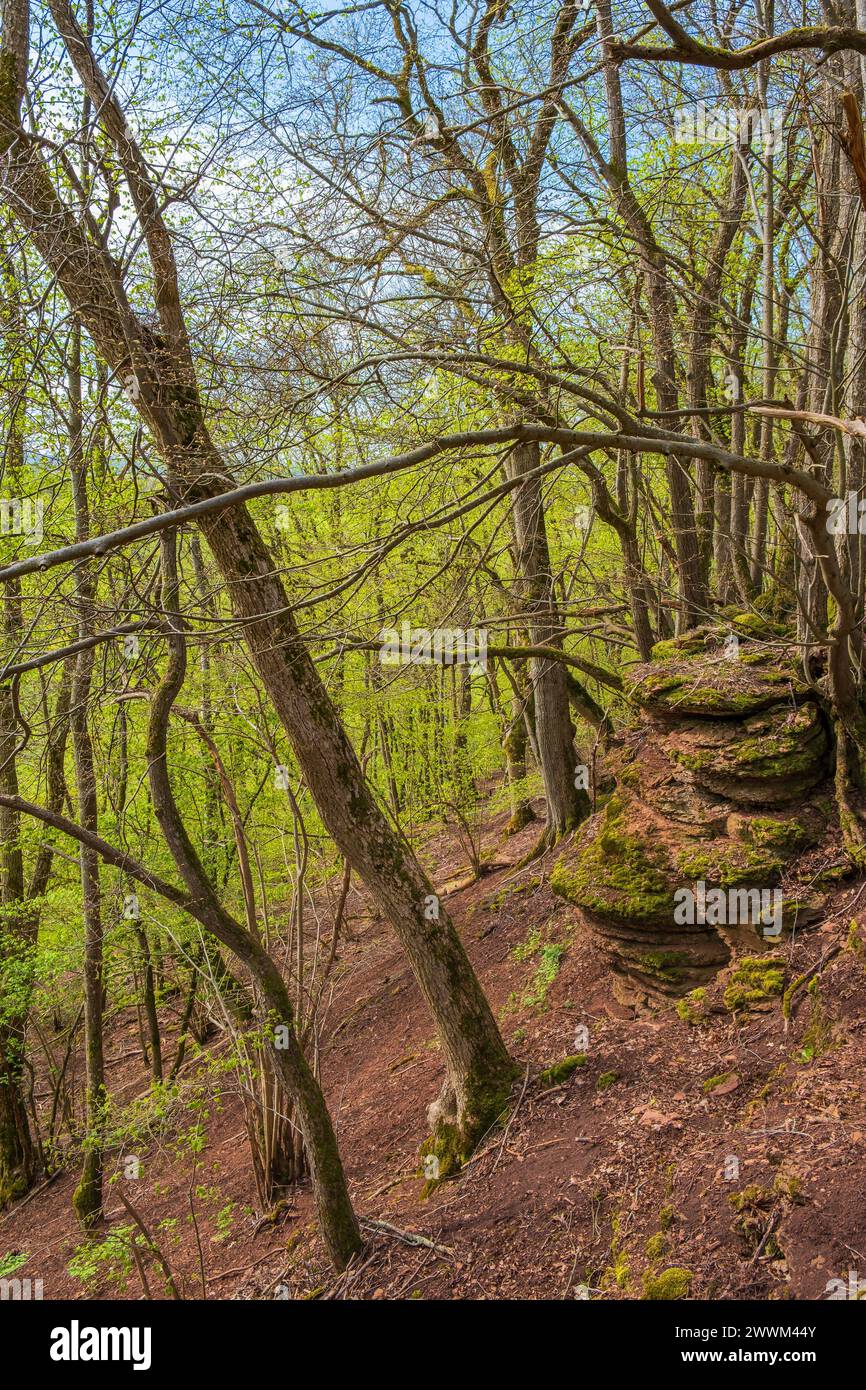 Lush green forest rocky cliff hi-res stock photography and images - Alamy