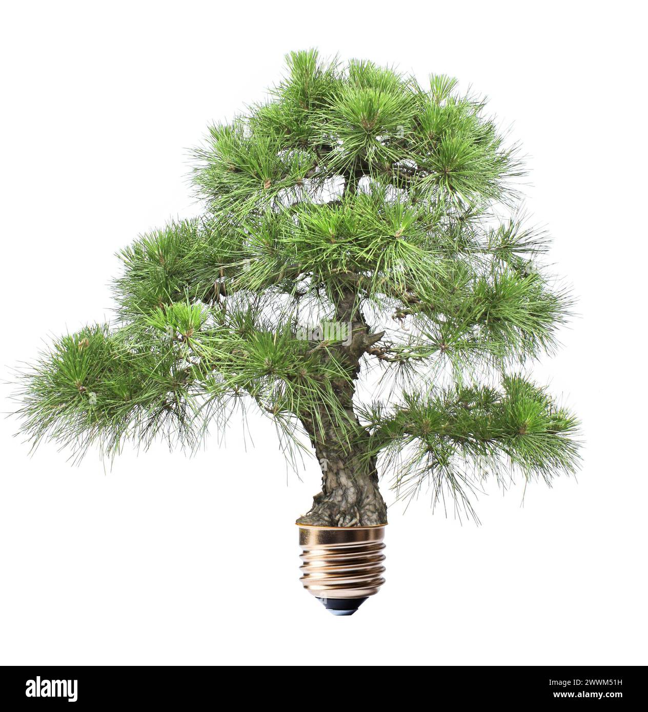 Light bulb with growing green pine tree. Ecological technology,  eco friendly, sustainable environment, Saving energy, conserving resource concept. Is Stock Photo