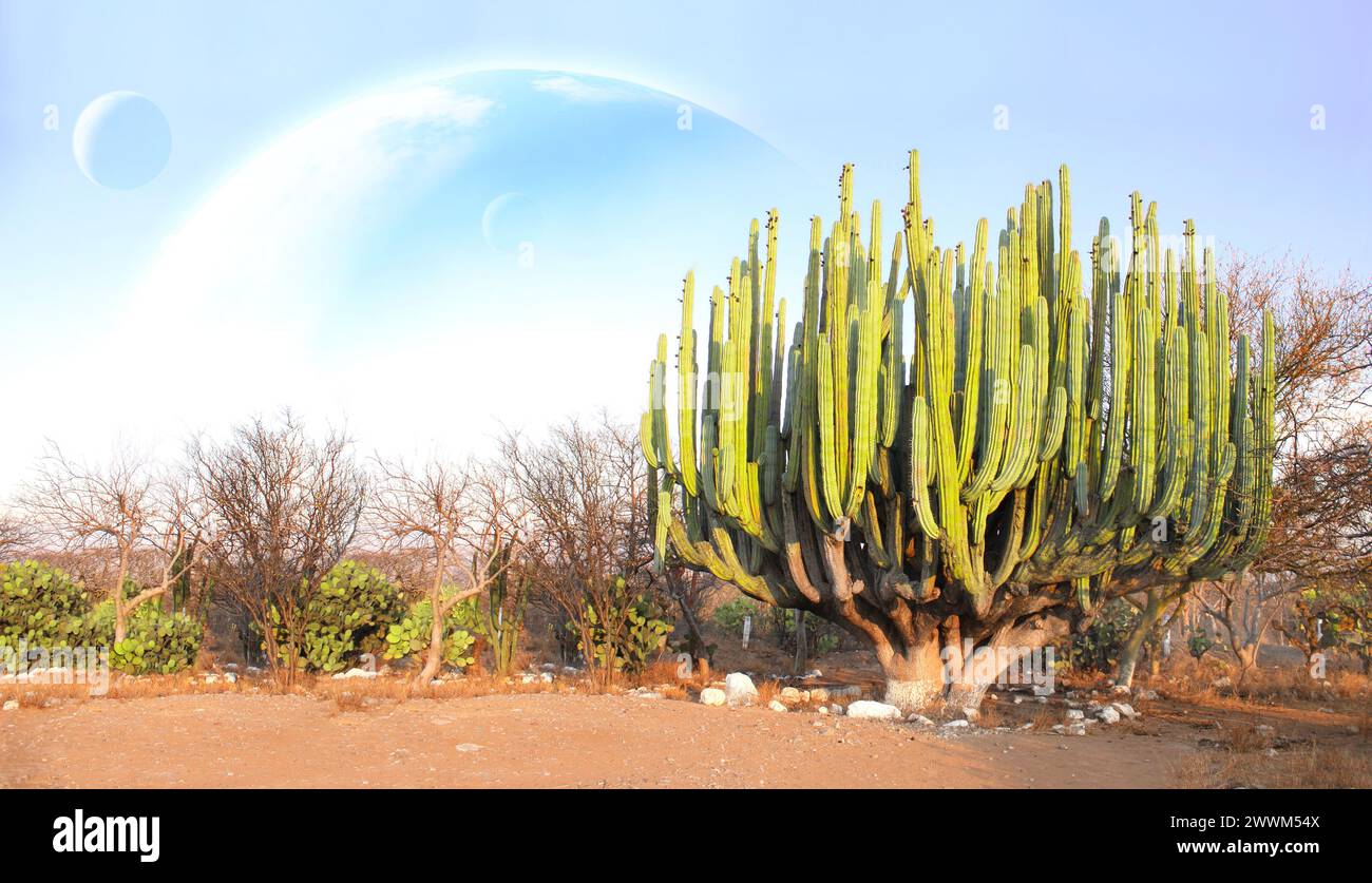 Fantastic scenic with sand desert, giant cacti and planets in sky.  Beautiful landscape with red sand dunes, cactus and three planets in blue  sky. 3d r Stock Photo - Alamy