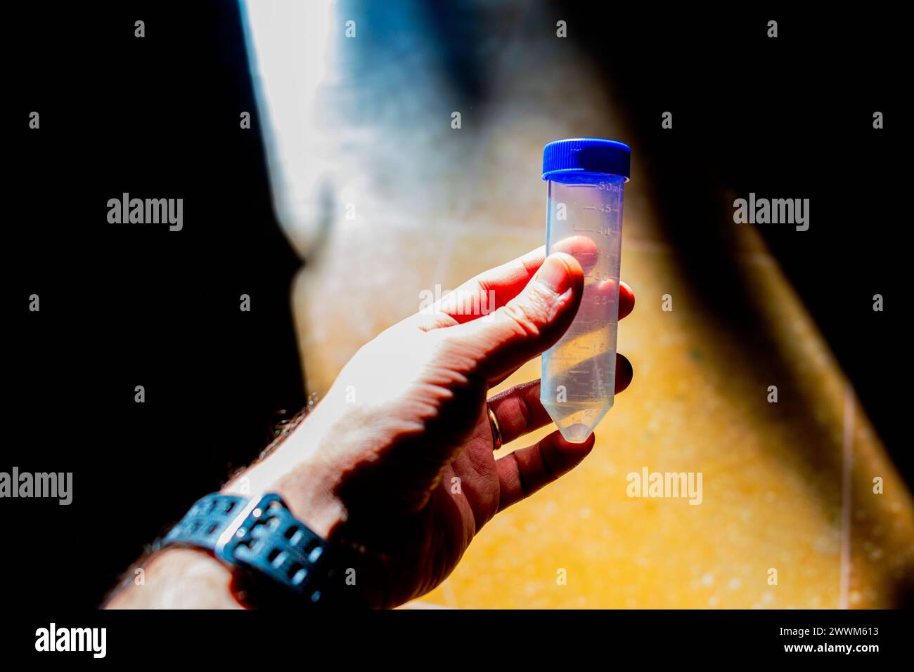 A photo of holding Falcon tube in a sunny lab depicts scientific research and experimentation in a well-lit laboratory setting. Stock Photo