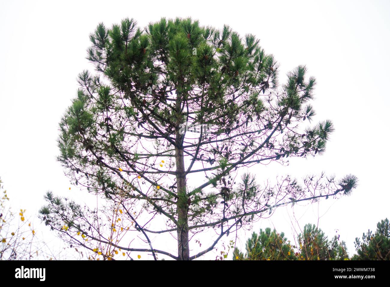 Dive into the enchantment of a misty pine-tree canopy, where fog veils the branches, creating a mystical and tranquil woodland atmosphere. Stock Photo