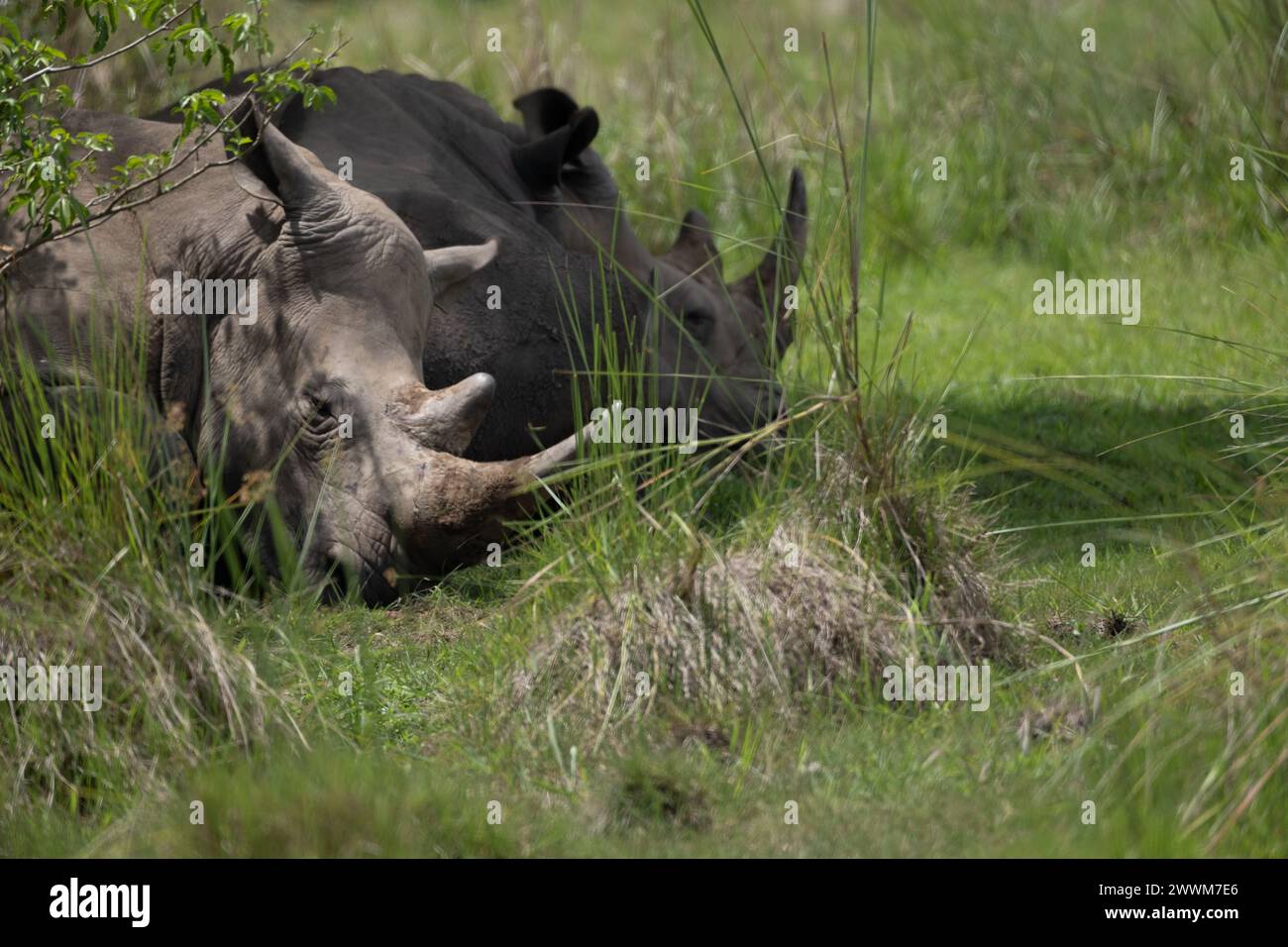 rhino in protected area in national park, Uganda Stock Photo