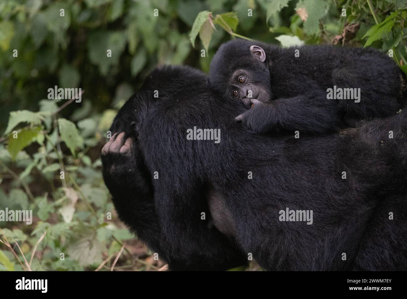 great silverback Mountain Gorilla, in the Bwindi National Park in Uganda. Stock Photo