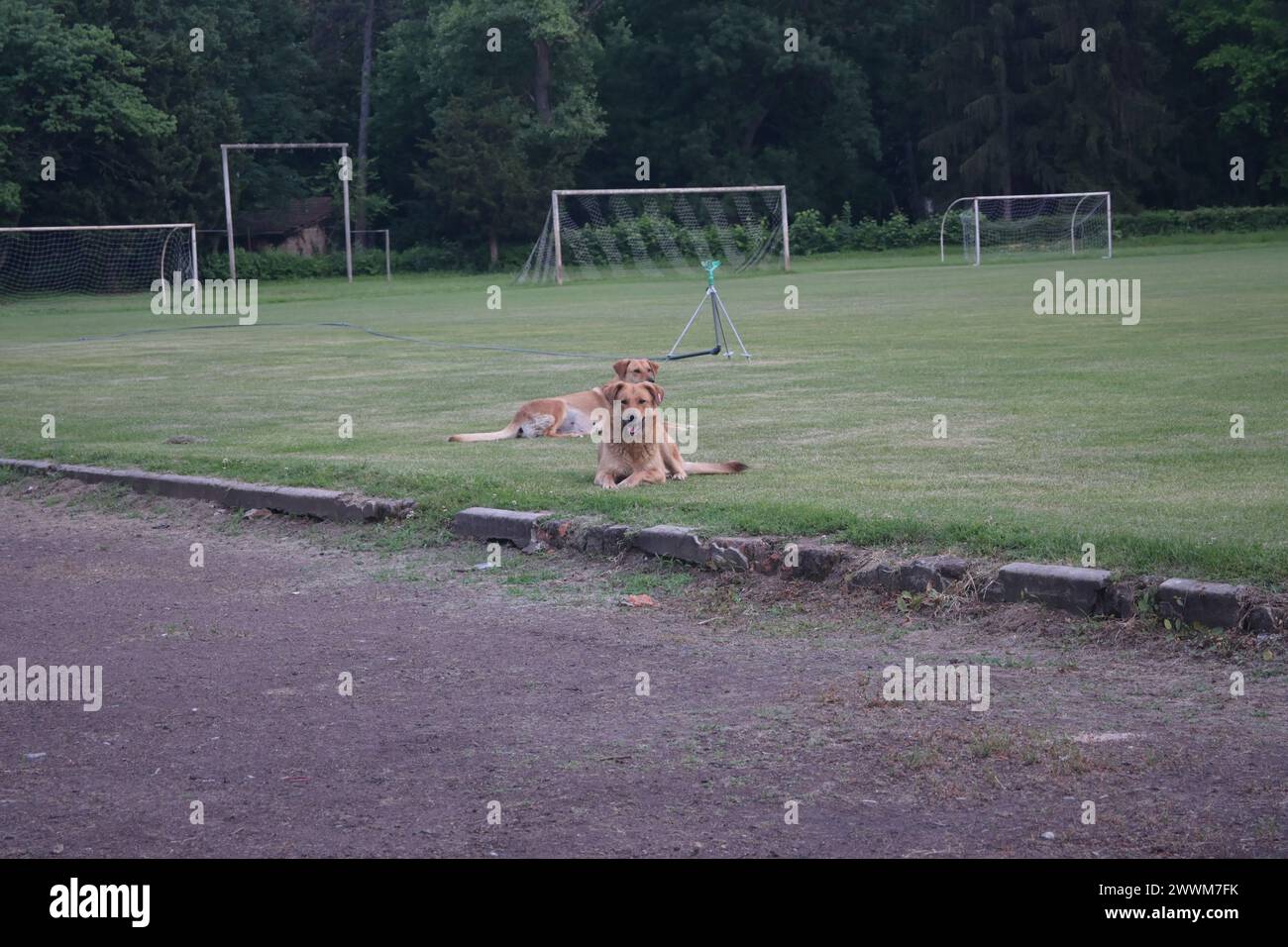 WILDLIFE DOG IN GRASS Stock Photo