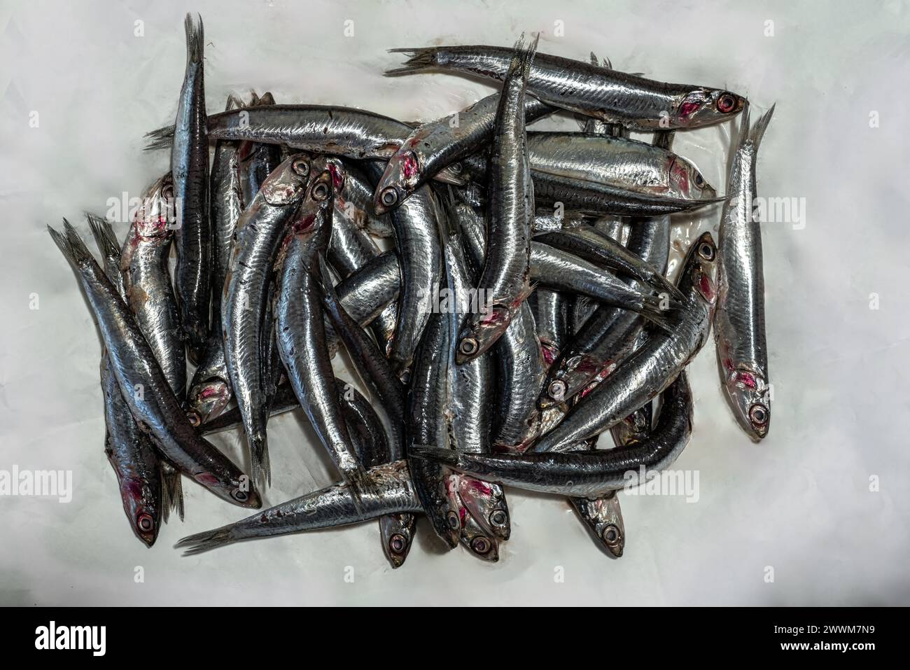 Mediterranean anchovies on a sheet of white paper purchased at the market. Pratola Peligna, province of L'Aquila, Abruzzo, Italy, Europe Stock Photo