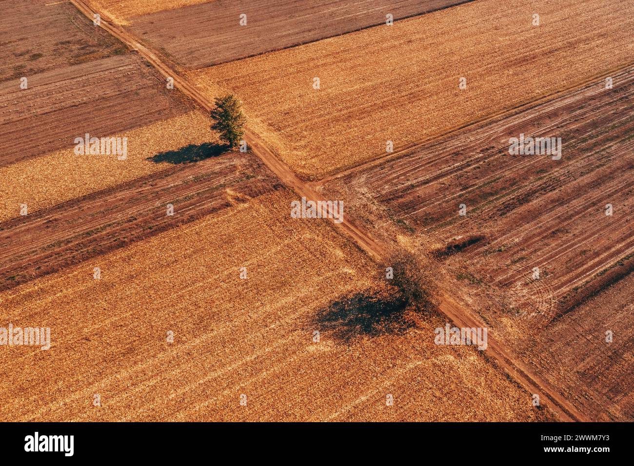 Aerial shot of two trees and the dirt road through cultivated landscape, drone pov high angle view Stock Photo