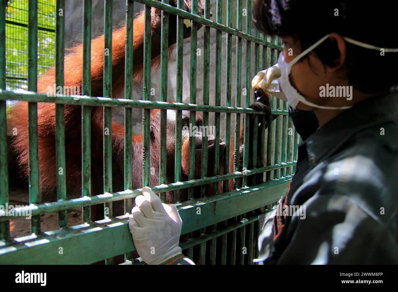Adult Bornean orangutans (Pongo pygmaeus) look happy when animal keepers give vitamins packed in plastic bags at Wildlife Rescue Center. Stock Photo