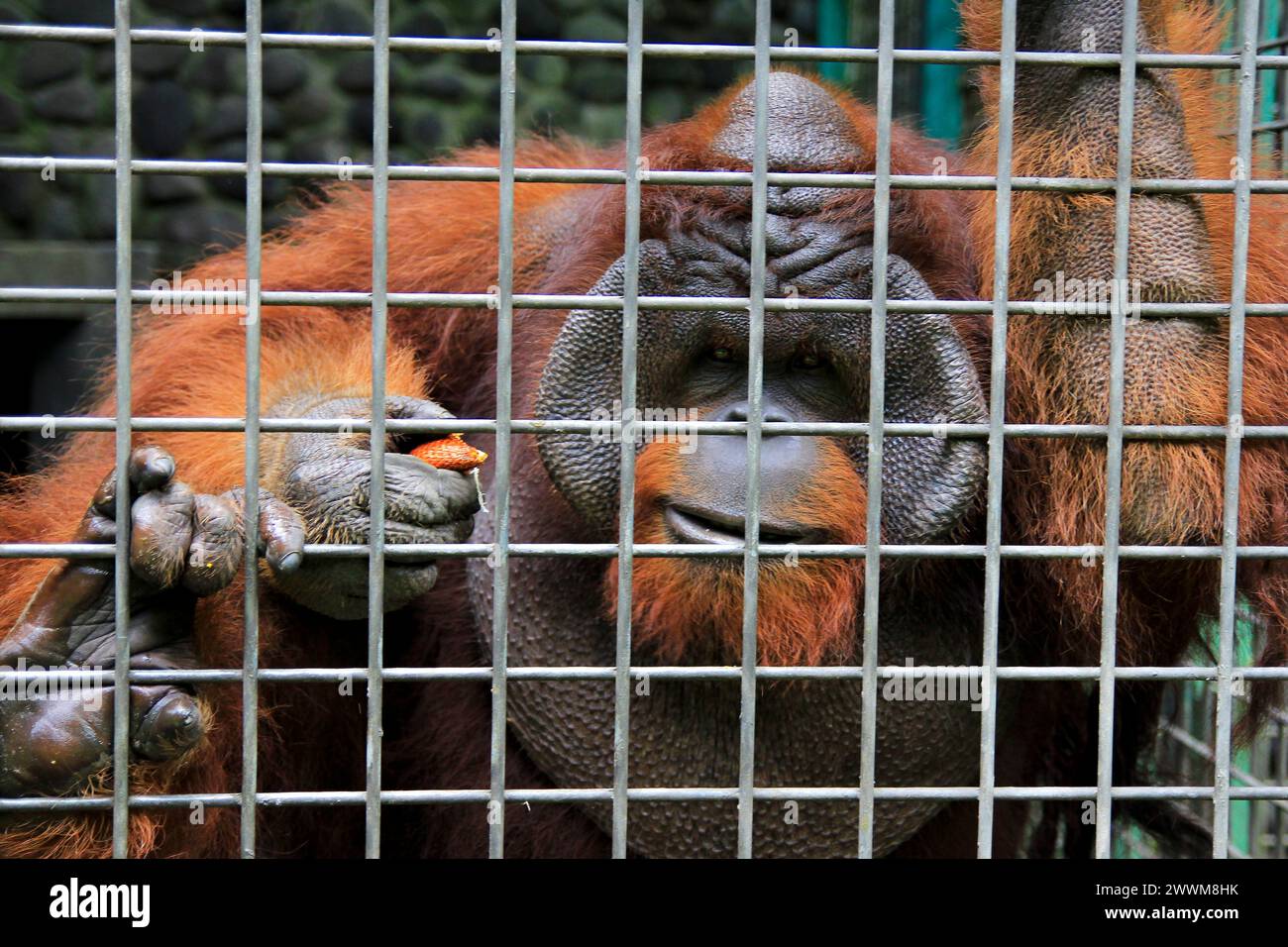Bornean orangutan is a permanent resident of Jogja Wildlife Rescue Center because its behavior is unusual and cannot be released into the wild. Stock Photo