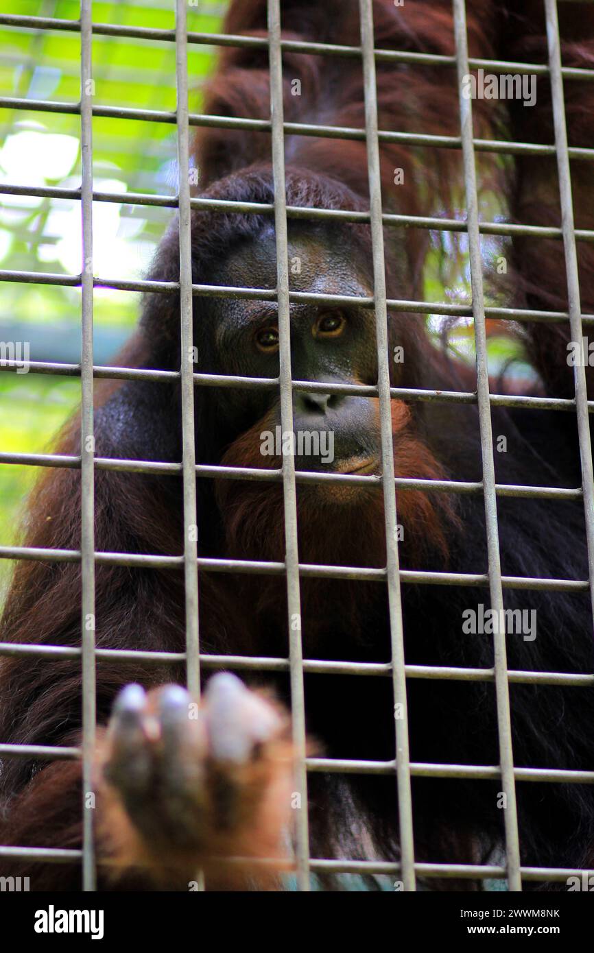 Bornean orangutan inhabitants of Jogja Wildlife Rescue Center who still