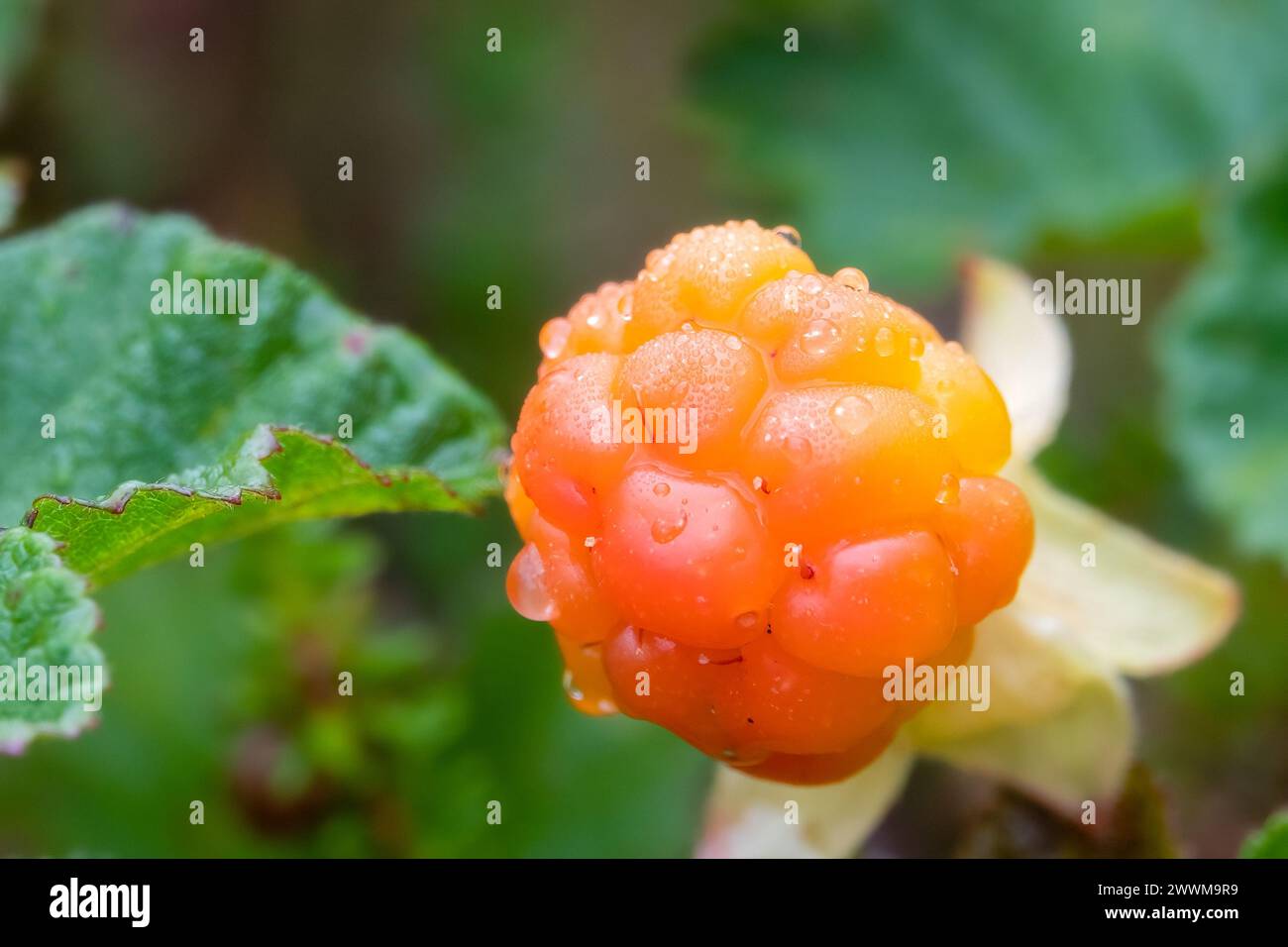 cloudberry Stock Photo