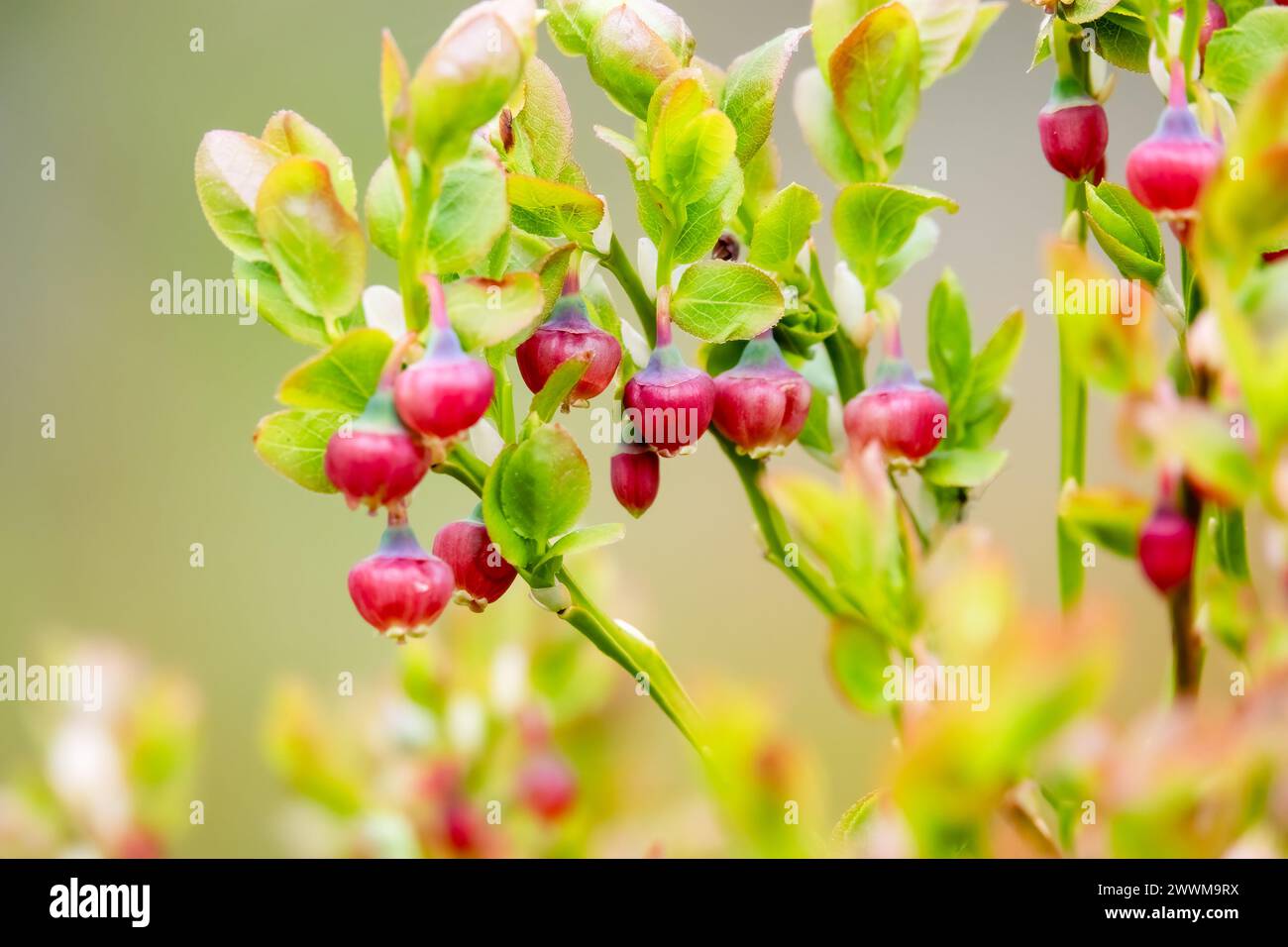 the blueberry is blooming Stock Photo - Alamy