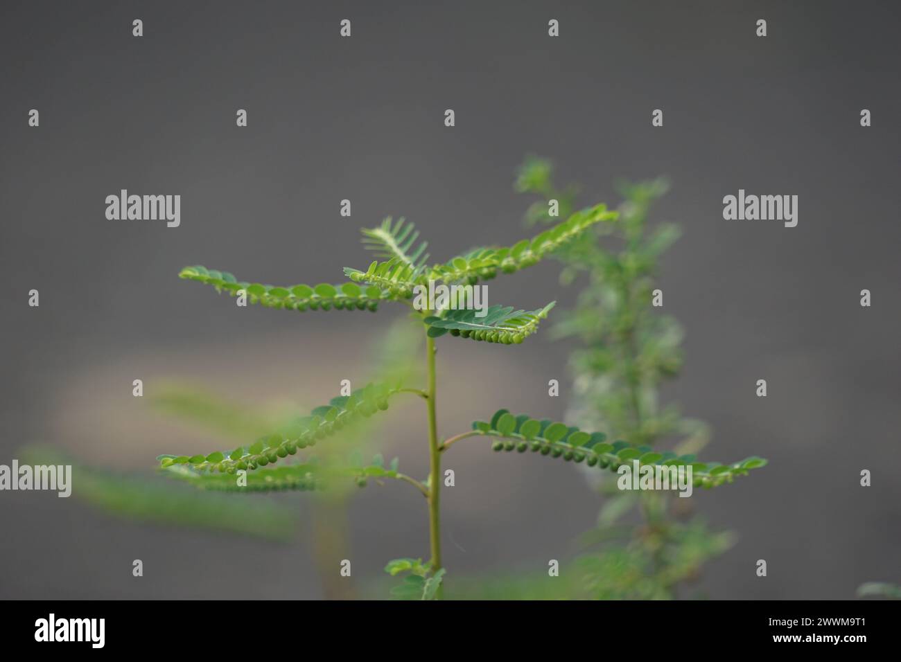 Phyllanthus urinaria (meniran, chamber bitter, gripeweed, shatterstone ...