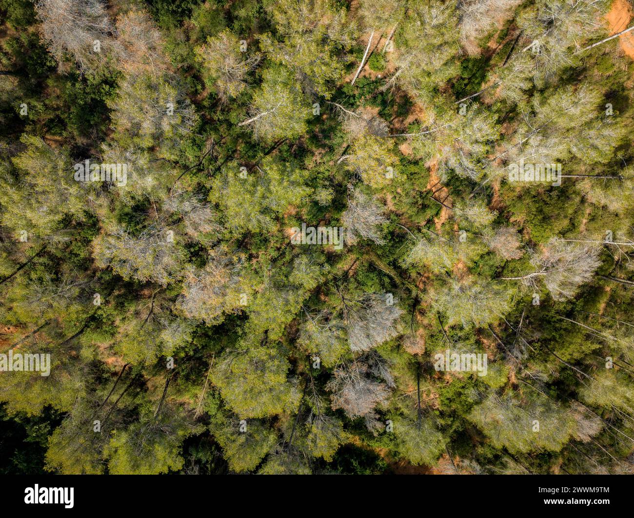 Aleppo pine forest with leaf loss due to drought in the hills near Castellbisbal (Barcelona, Catalonia, Spain) ESP: Bosque de pino carrasco, España Stock Photo