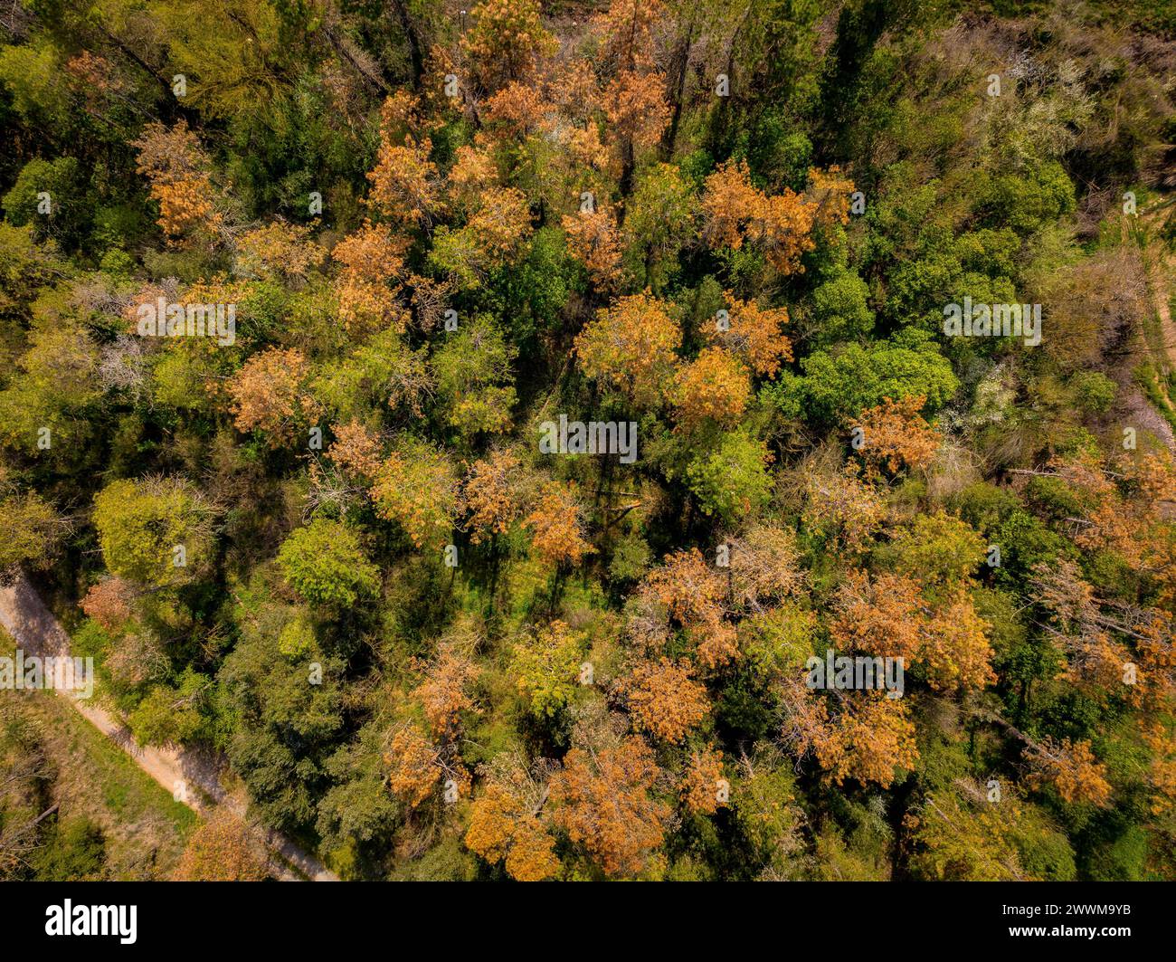 Drought and death of black pines (Pinus nigra) in forests near the town of Navàs (Bages, Barcelona, Catalonia, Spain) Stock Photo