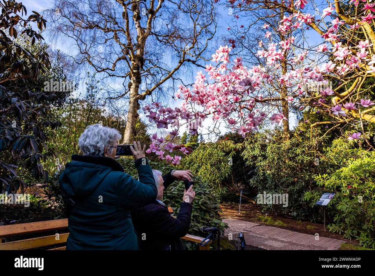 Edinburgh, United Kingdom. 24 March, 2024 Pictured: Visitors to the Royal Botanic Gardens Edinburgh photograph the early flowering Campbell's Magnolia. The tree produces blooms up to 30cm across. It's rare to see the flowers in full bloom as they flower early in the season and are often affected by frost.  Credit: Rich Dyson/Alamy Live News Stock Photo
