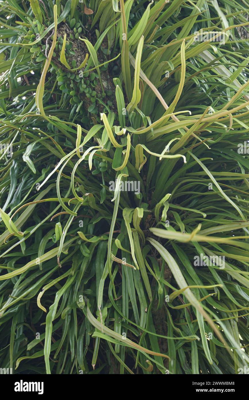 Pyrrosia longifolia on the tree. Pyrrosia longifolia is kind of Epiphyte Stock Photo