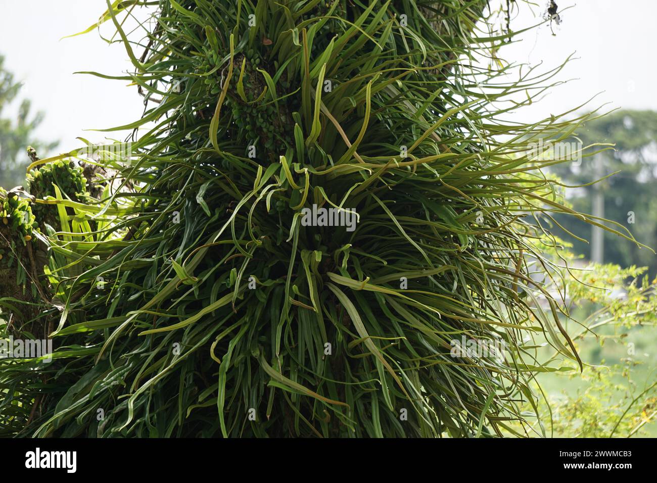 Pyrrosia longifolia on the tree. Pyrrosia longifolia is kind of Epiphyte Stock Photo